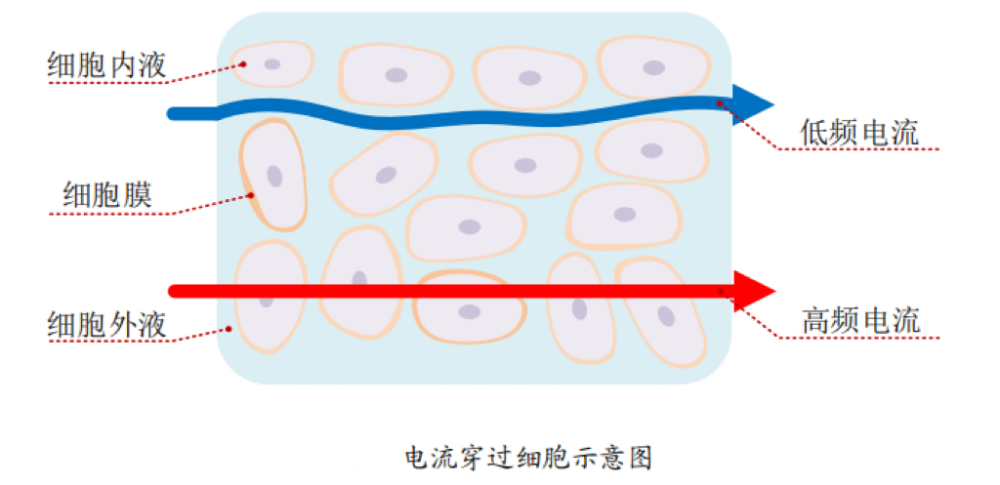 测出体脂的？数据准确吗？一起来了解pg电子免费试玩模拟器体脂秤是怎么(图3)